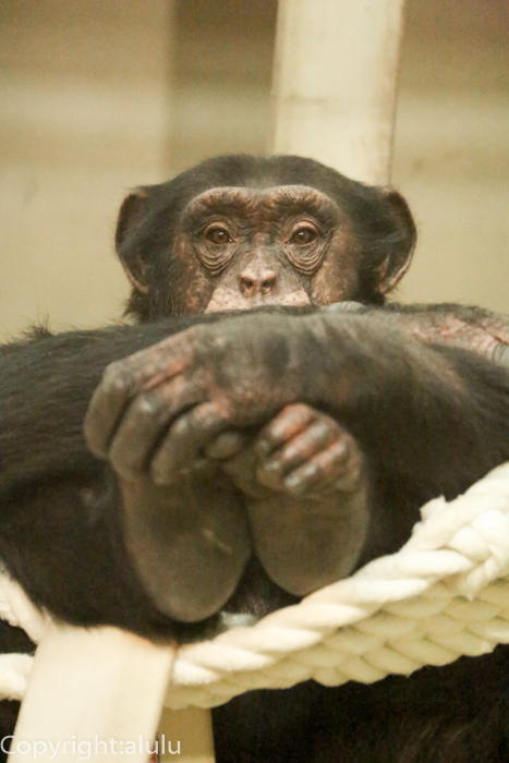 いしかわ動物園　チンパンジー　サル
