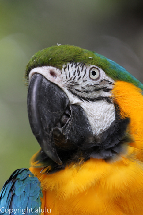 ルリコンゴウインコ　動物園へ写真の旅