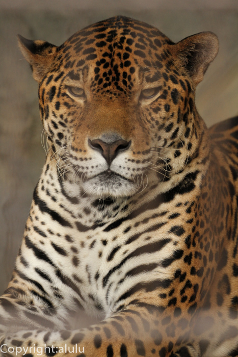 東山動物園　ジャガー