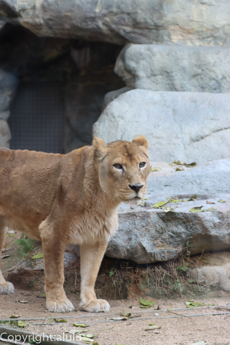 神戸市立王子動物園　ライオン